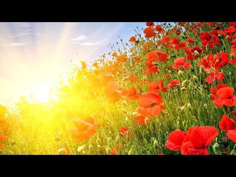 GOOD MORNING MUSIC ➤ Rise Up Positive Energy ➤ 432Hz Beautiful Meditation Music