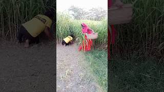 #shortvideo #shortsfeed #shorts #Suman Bhauji
