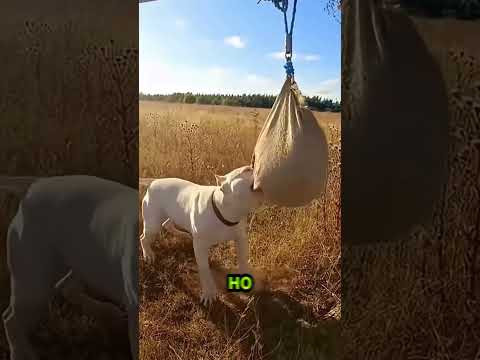 Щенок отомстил своей матери #shortsvideo