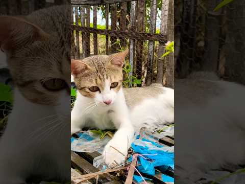 #cat #cats #cute #catvideos #catshorts #catai #ai #funny #love #pets #lovely #shorts #shortvideos