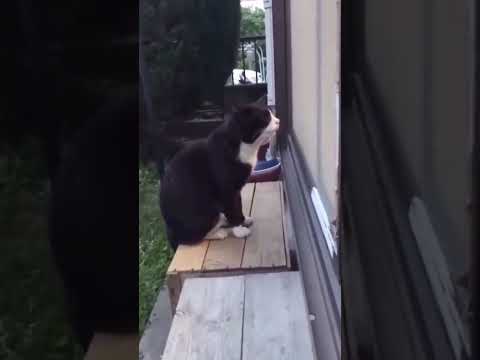 Сохраняю. Кот не мой, но КАК ОН РАЗГОВАРИВАЕТ!!!