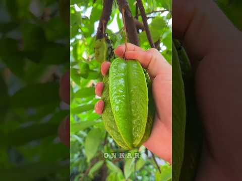 क्या आपने ऐसा फल देखा है जो तारा बन जाता है? जानिए कमरख के कमाल! #shorts