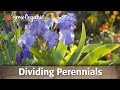 Dividing and Replanting Perennials