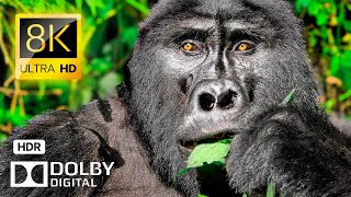 THE ANIMALS 8K VIDEO ULTRA HD 60FPS Dolby Vision - 4K Video ULTRA HD