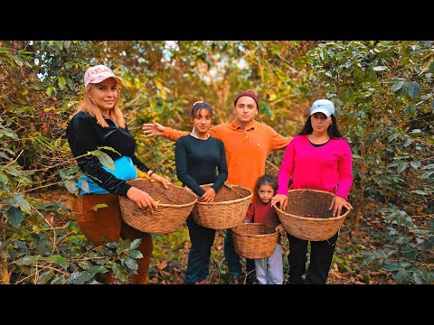 Mi primer día cortando café en EL SALVADOR