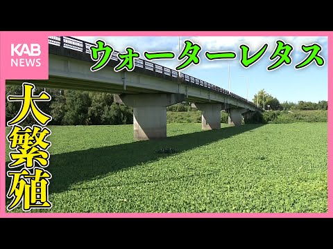 熊本でウォーターレタス大繁殖…除去に9600万円 強すぎる繁殖力に行政も困惑