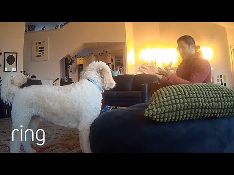 Goldendoodle Impressed by Magic Trick | RingTV