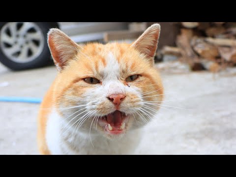 山の日に楽しむ！うずまき猫のライブ配信と癒し動画の紹介 サムネイル
