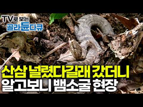 "산삼보다 <strong>독사가</strong> 더 많아요" 발 딛는 곳마다 뱀이 튀어나오는 공포의 산을 찾아갔더니｜산 약초꾼｜극한직업｜#골라듄다큐