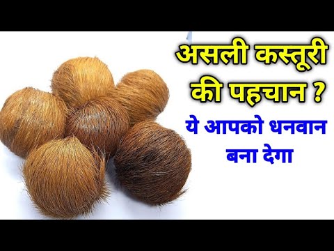 Vastu Shastra असली कस्तूरी की पहचान 🤔 ये कस्तूरी आपको धनवान बना देगा 😱 पैसा खींचता हैं