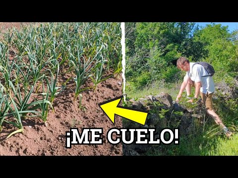 ME CUELO EN LA HUERTA DE UN NOVATO | ¿Qué ha sembrado?