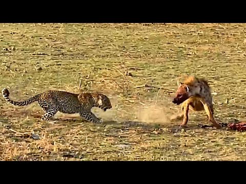 Leopard Mom and Cub Outsmart Hyena to Reclaim Their Stolen Feast!