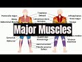 Human Muscle Functions and Anatomy