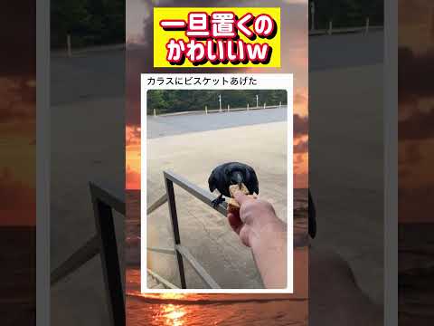 カラスにビスケットあげたら可愛かったwwwww#面白い #おもしろ #tiktok #Twitter #2ch #5ch
