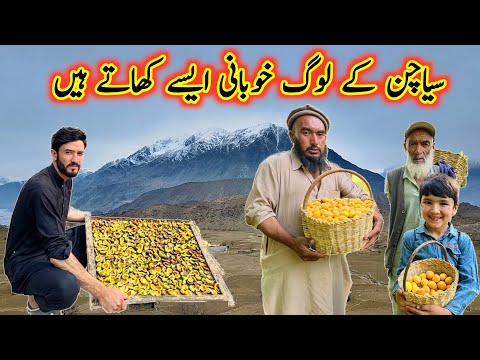Traditional Method of prserving Apricot in Gilgit Baltistan | Hard work  and Natural Beauty