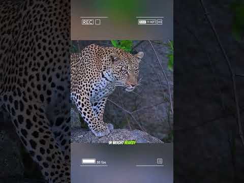 The original video,  the consequences of killing the king of the jungle cub #animals