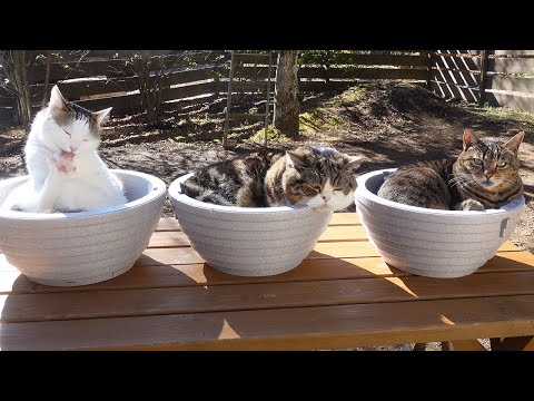 五右衛門風呂で日光浴なねこ。-Cats look like to be enjoying the Goemon bath.-