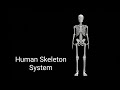 Human Skeletal System Concepts