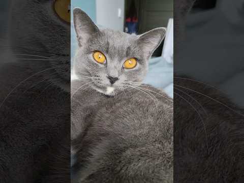 Meow 😼 #кошка #cat #кот