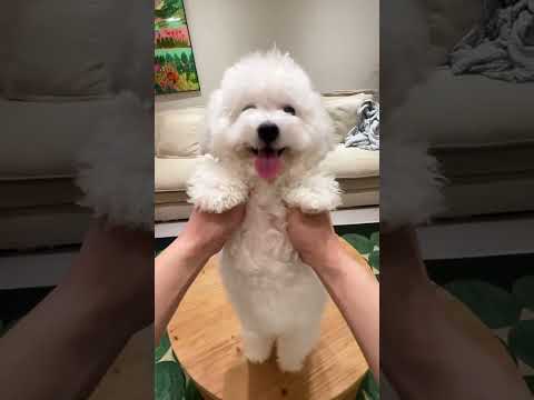 帶你家狗狗🐶和壯壯交友吧🥰 壯:今晚上八點我在直播間很想你!!!🥰🥰🥰 #一張照片證明你養了狗 #養寵物哪有不瘋的 #記錄我家狗狗的搞怪瞬間 #誰家萌寵這麼搞怪 #養狗人才知道這個姿勢的含金