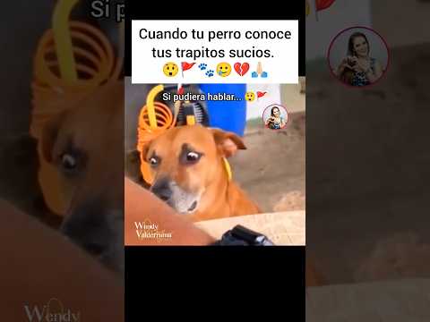 😲🚩Si hablara, qué contaría!! 🐾🚨😅🙏🏻#amor #love #pets #doglover #perros #god #dios #dog #pet