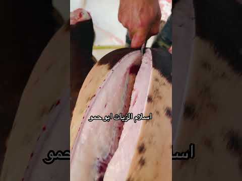#اسلام_الزيات_ابوحمو #اسكندريه