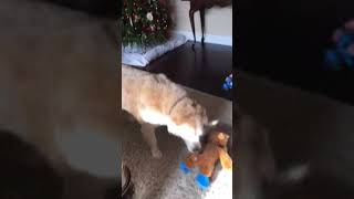 Dog vs drone