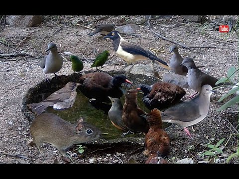 PREÁ, PUNARÉ, CUICA, INHAMBUS NO BANHO, GRALHAS,JOÃO DE PAU,TEM FARINHA AI, SABIÁ POCA E MUITO MAIS