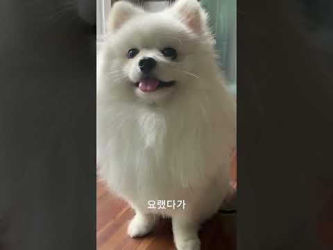 #shorts #포메라니안 #강아지성장과정 #구독과좋아요