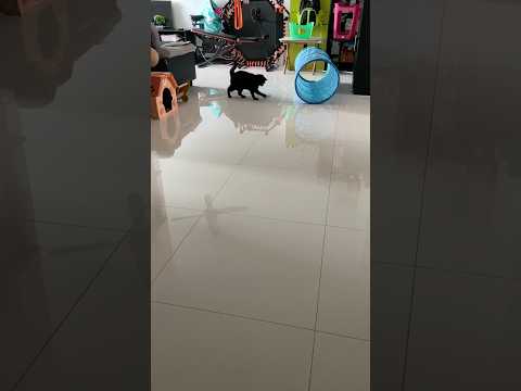 Cats day 25 Oct 2025 #cats #catlover #tombamlucky #fypsg #sgcats