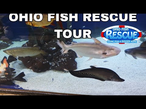 See and hear about the fish at Ohio Fish Rescue