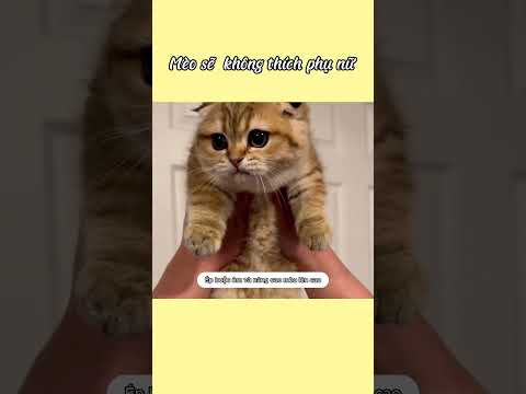 Mọi người có đồng ý với quan điểm này giống ad hong? #meow #cutecat  #funny #cat #funnyvideo #shorts