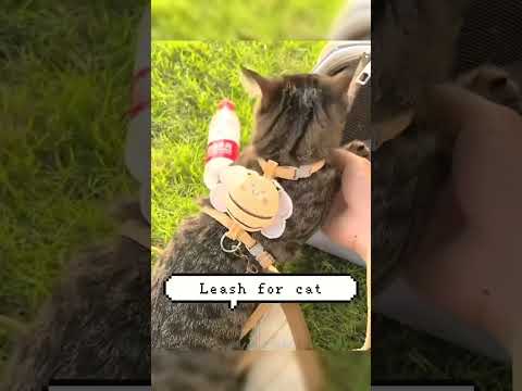 Adorable Kittens Meeting for the First Time 👋 🔗Link is on My Bio🐃 #PetEntertainment