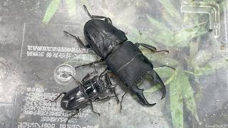 寒い北国でギガヒラタを狙って河川敷で採集をしてみた【2025年カブトムシ・クワガタ採集】