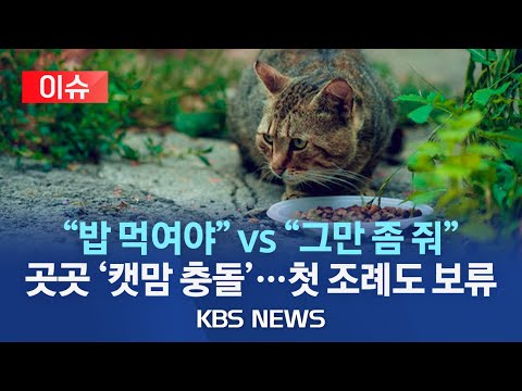 [🔴이슈] '캣맘' VS '안티 캣맘'…'길고양이 먹이주기' 주민 갈등 확산/전국 첫 길고양이 조례안(천안)도 처리 '보류'/2023년 9월 30일(토)/KBS