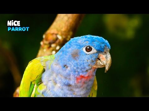 The Impressive Beauty Of a Parrot