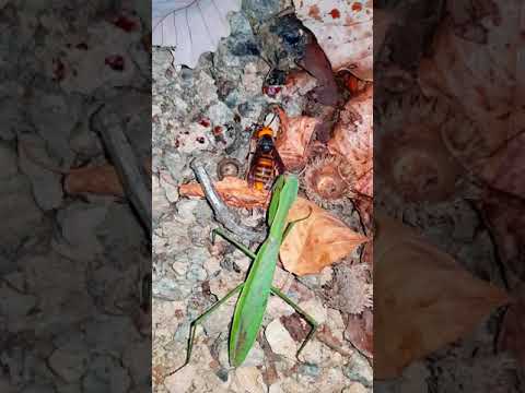 왕사마귀 vs 장수말벌 オオカマキリ vs オオスズメバチ Asian Giant Hornet vs Praying Mantis
