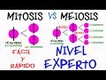 Differences Between Mitosis and Meiosis Explained