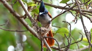 Asian paradise flycatcher bird making nest