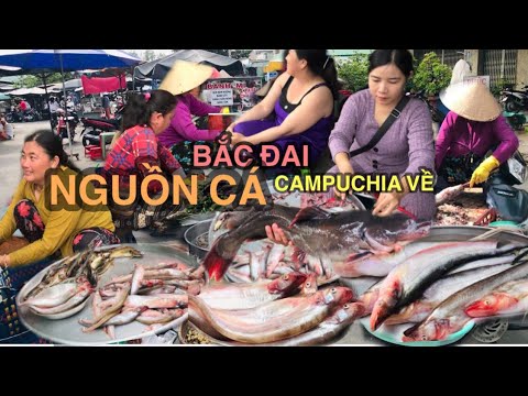 KHỦNG NGUỒN CÁ TỪ BẮC ĐAI CAMPUCHIA VỀ ĐẦY ĐẶC SẢN MÙA LŨ Ở CHỢ THƯỜNG THỚI NHÌN THẤY MÀ MÊ...