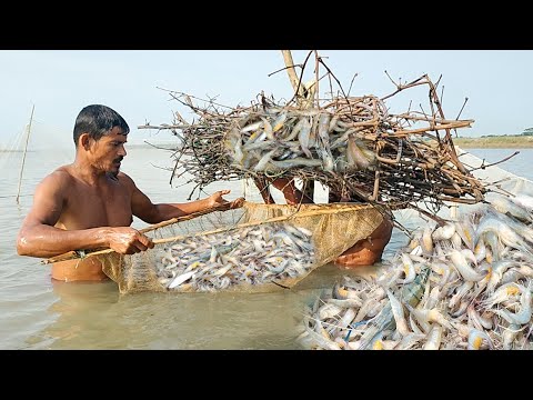 Amazing Shrimp Fish Catching River Winter season। Shrimp fishing। চিংড়ি মাছ ধরার ভিডিও/Fishing video