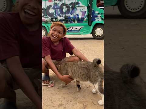 Kucing viral..