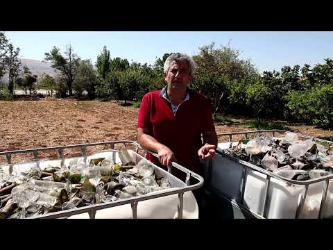 YouTube video thumbnail: Lebanese Wine Businesses Struggle Through War and Drought