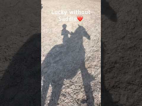 Without saddle❤️🐴 #horse #equestrian #лошадки #pony #equestrianjourney #моялошадь