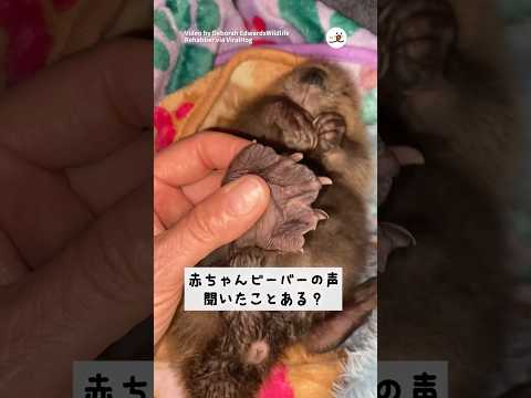 猫の動画サムネイル - 【保護ビーバー】赤ちゃんの声がかわいすぎる！｜PECO