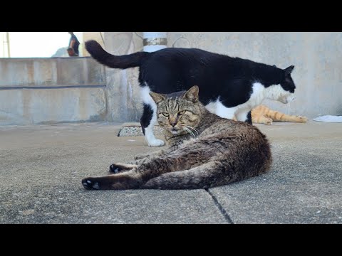 感動猫動画 のライブ配信
