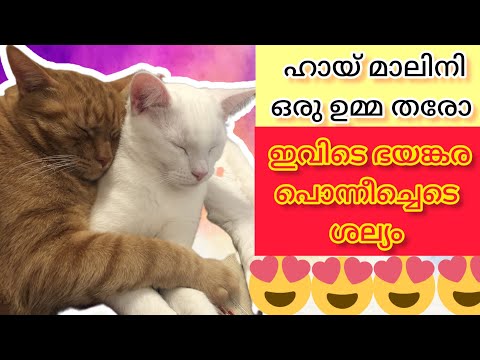 മാലിനിയുടെ കൈക്കരുത്ത് 😁 | Malayalam comedy fun dub #comedyvideo #funnyvideo