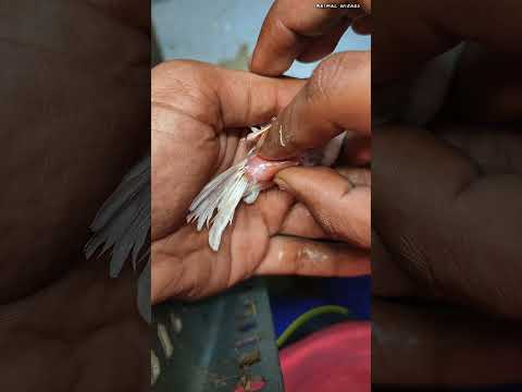 കിളിയുടെ മുട്ട പുറത്തെടുത്തു 😮 #shorts #finches #zebrafinches #kozhikode #birds #animals #pigeon