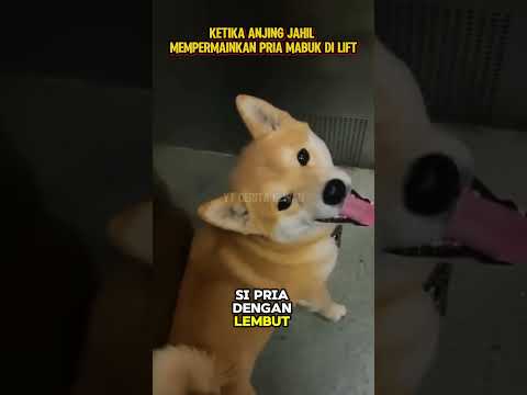 Anjing Pintar Ini Berpura Pura Tersesat #shorts #hewan #kisahhewan