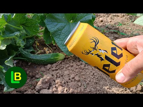 5 trikova da udvostručite prinos. Berem krastavce do kasne jeseni
